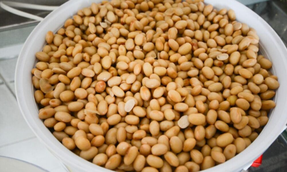 Insoya